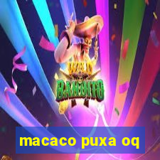 macaco puxa oq